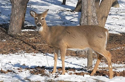 Deer Dilemma, 4 December | Event in Jackson Township | AllEvents