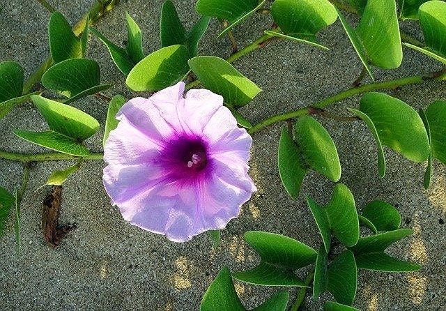 Summer Solstice Self-Compassion Workshop, June 20 2020 ...