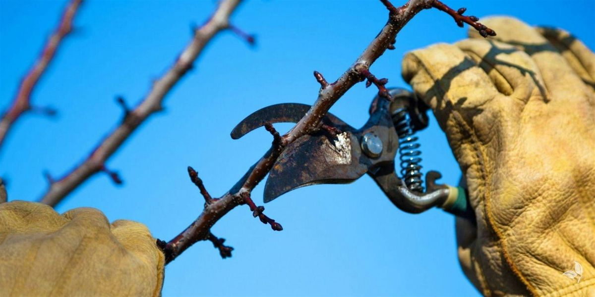 Fruit Trees Lecture, 21 February | Event in Glenside | AllEvents