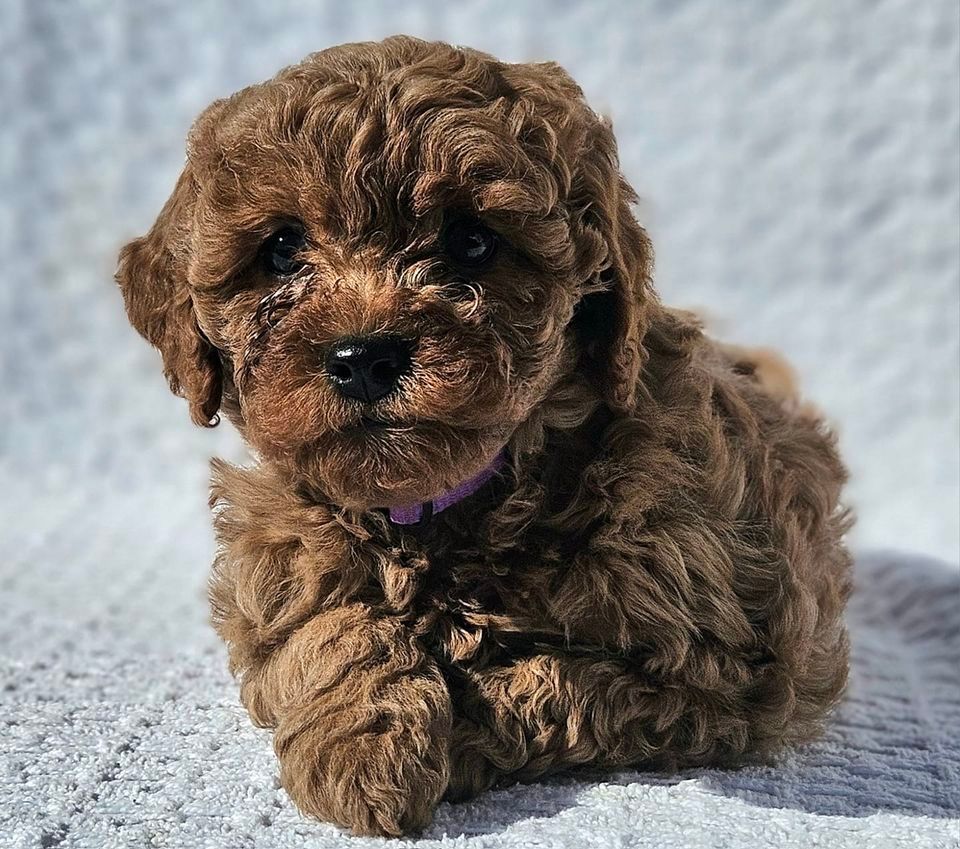 Cavapoo puppies , Queen Creek, Az, San Tan Valley, January 20 2024