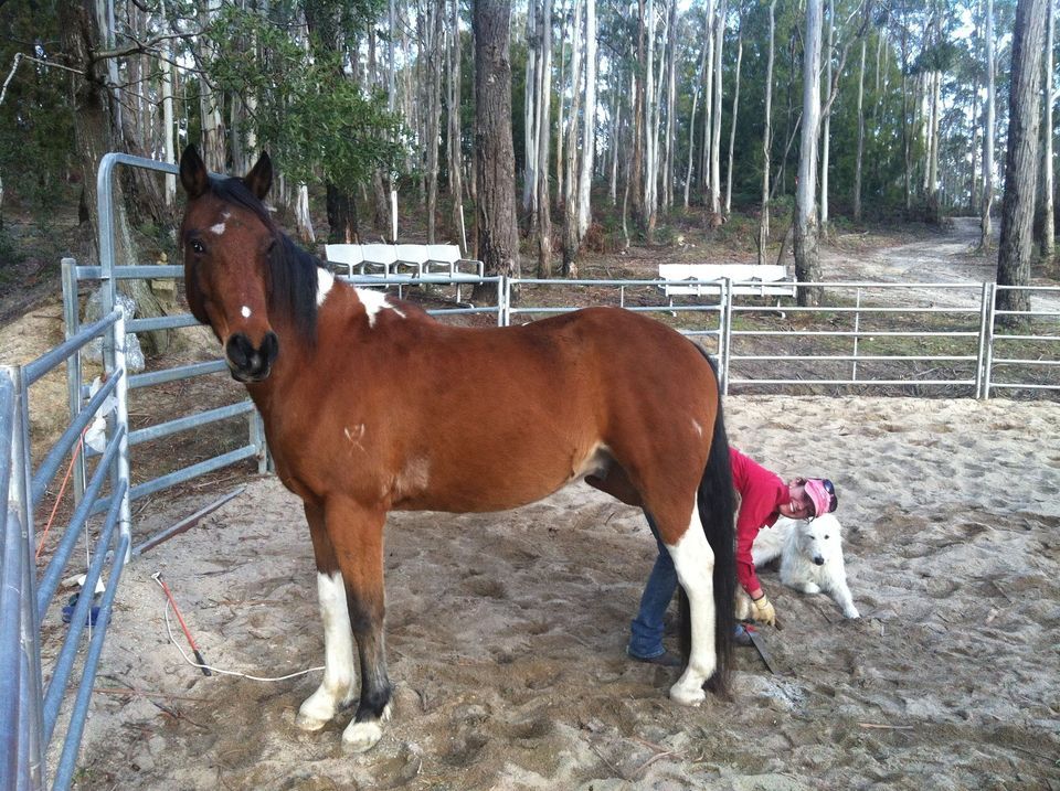 No Hoof, No Horse learn to trim , Deloraine, Launceston