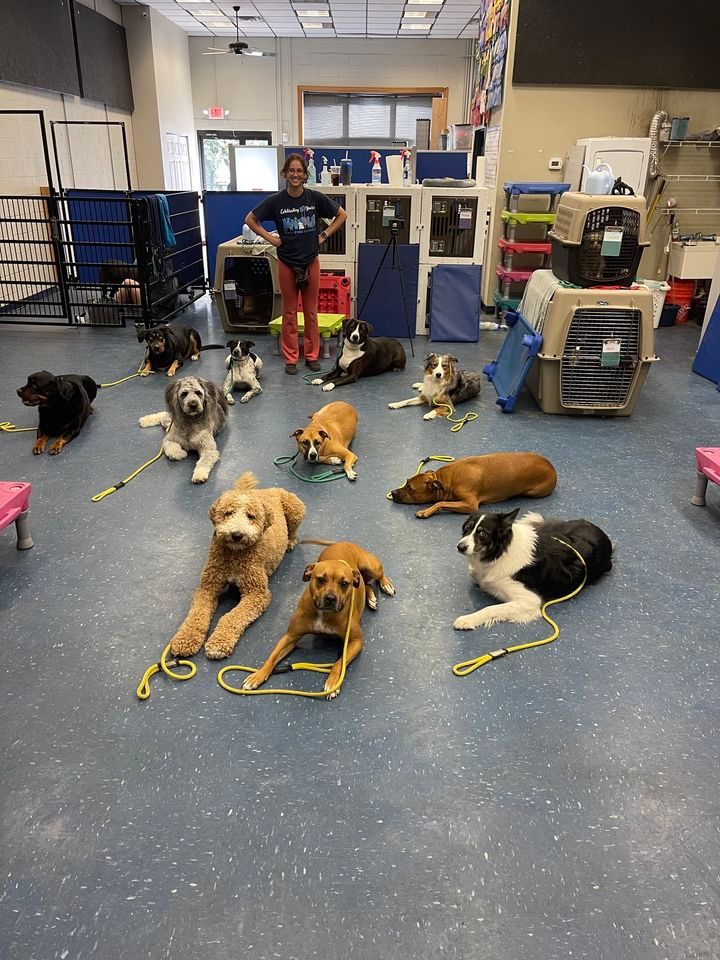 Canine Good Citizen Prep Group Class / 200L, Leash Free Living