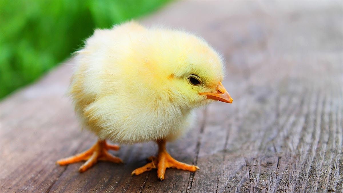 Poultry 101, 9 May | Event in Sparks | AllEvents