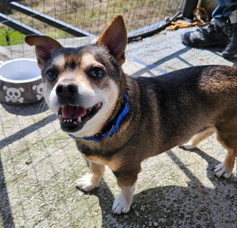 Meet & Greet at Pet Supplies Plus (West Seattle), Pet Supplies Plus