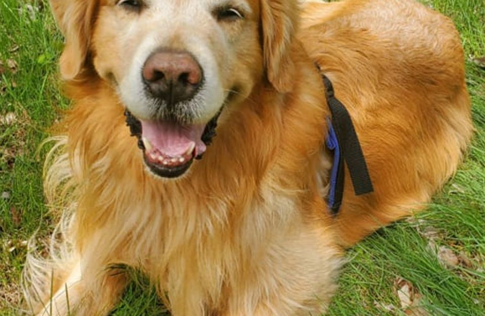 Golden Retriever Club Demo Every Other Hour 9a5p, Minnesota State Fair