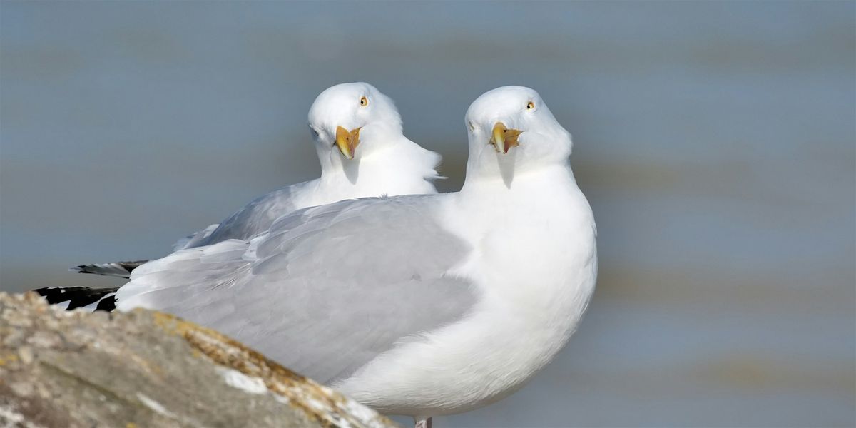 Singulls (Ages 8+ and Adults 18+), 14 February | Event in Niagara Falls | AllEvents