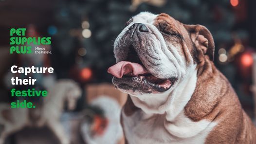 pet supplies plus foster and harlem