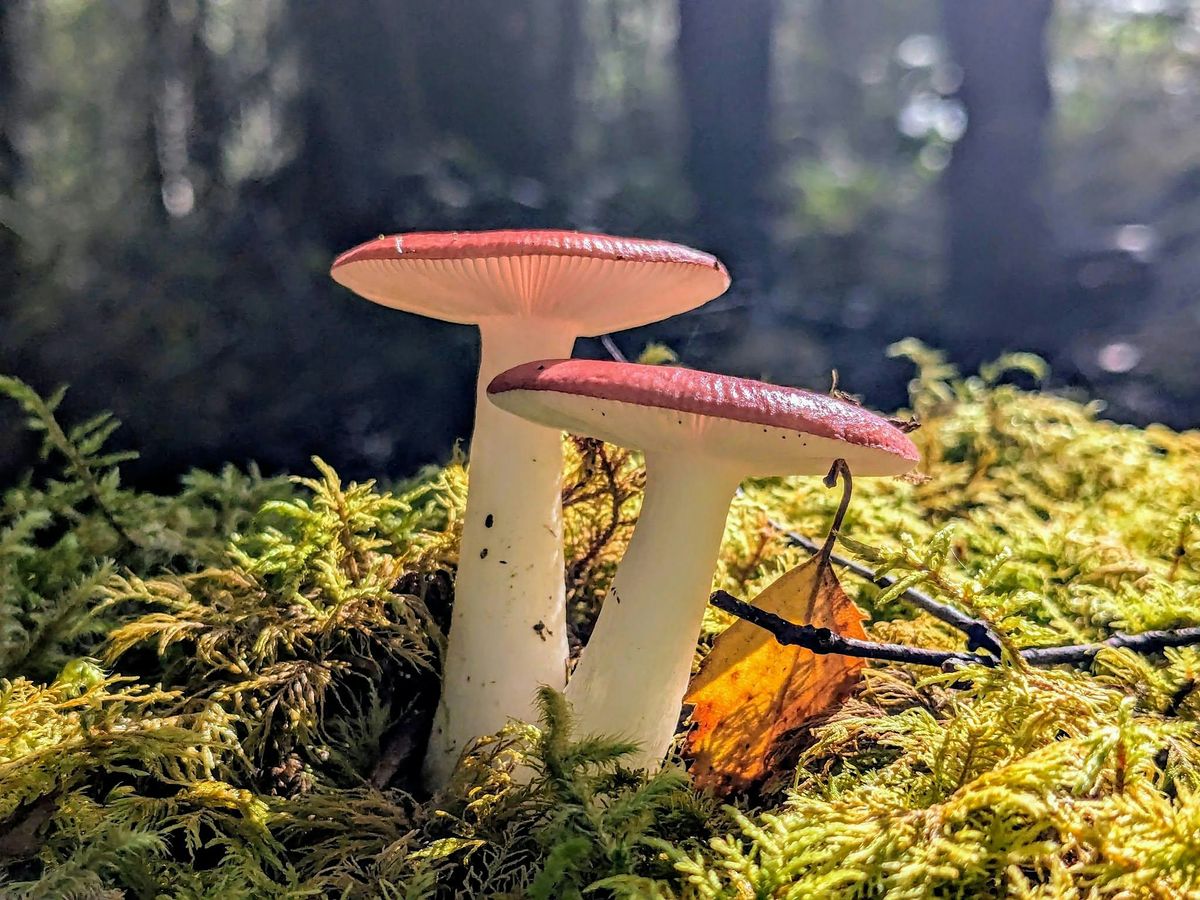 Fungi Foray at Corrieshalloch Gorge, Corrieshalloch Gorge National ...