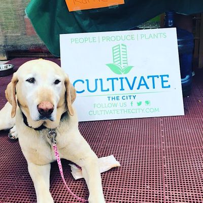 Cultivate the City logo