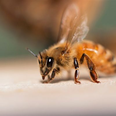USU Thriving Hives Beekeeping Education logo