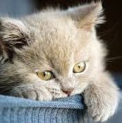 Attendee