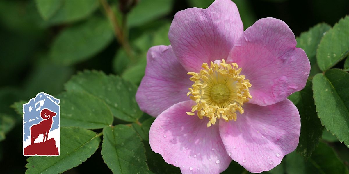 Connecting with Nature: Deepening Relationships with Native Plants, 17 June | Event in Estes Park | AllEvents