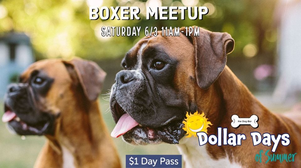 Boxer Meetup - St. Pete, Dog Bar St. Pete, Saint Petersburg, 3 June