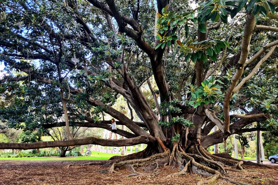 Community Tree Jam, Kings Park, Perth, 28 January 2024 | AllEvents