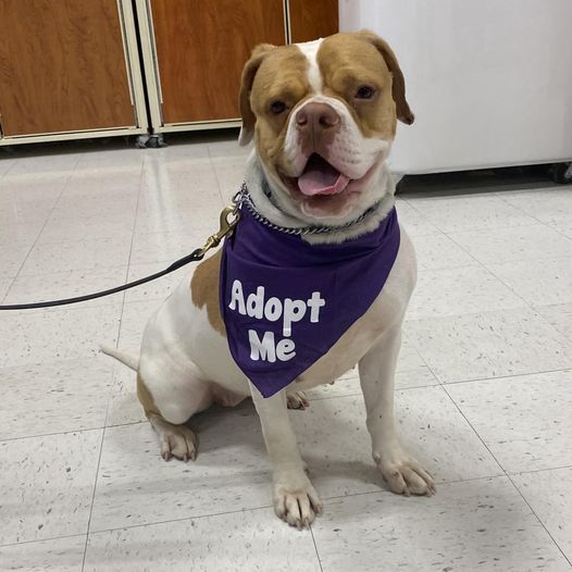Adoptables Event At Petsmart Petsmart Glenview May 16 2021 Allevents In Petsmart Christmas Hours 2021