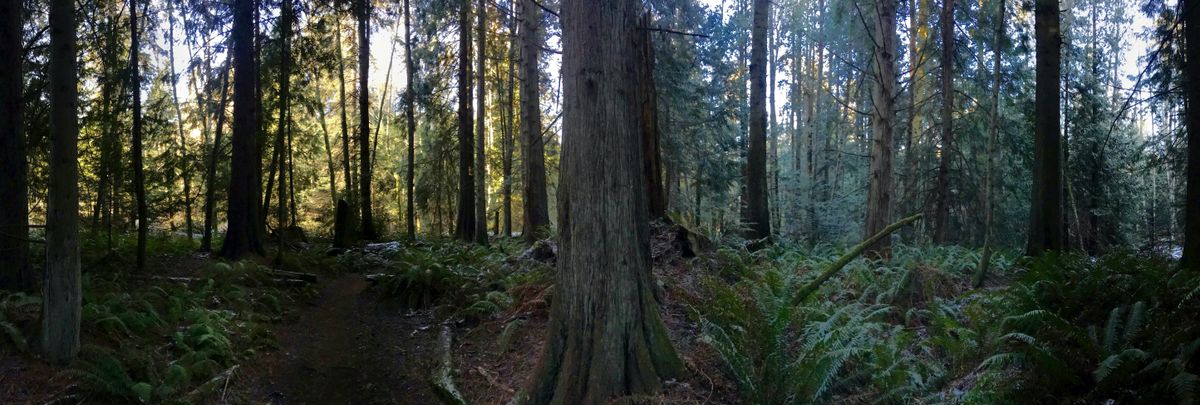 December Senior Stroll, 17 December | Event in Anacortes | AllEvents