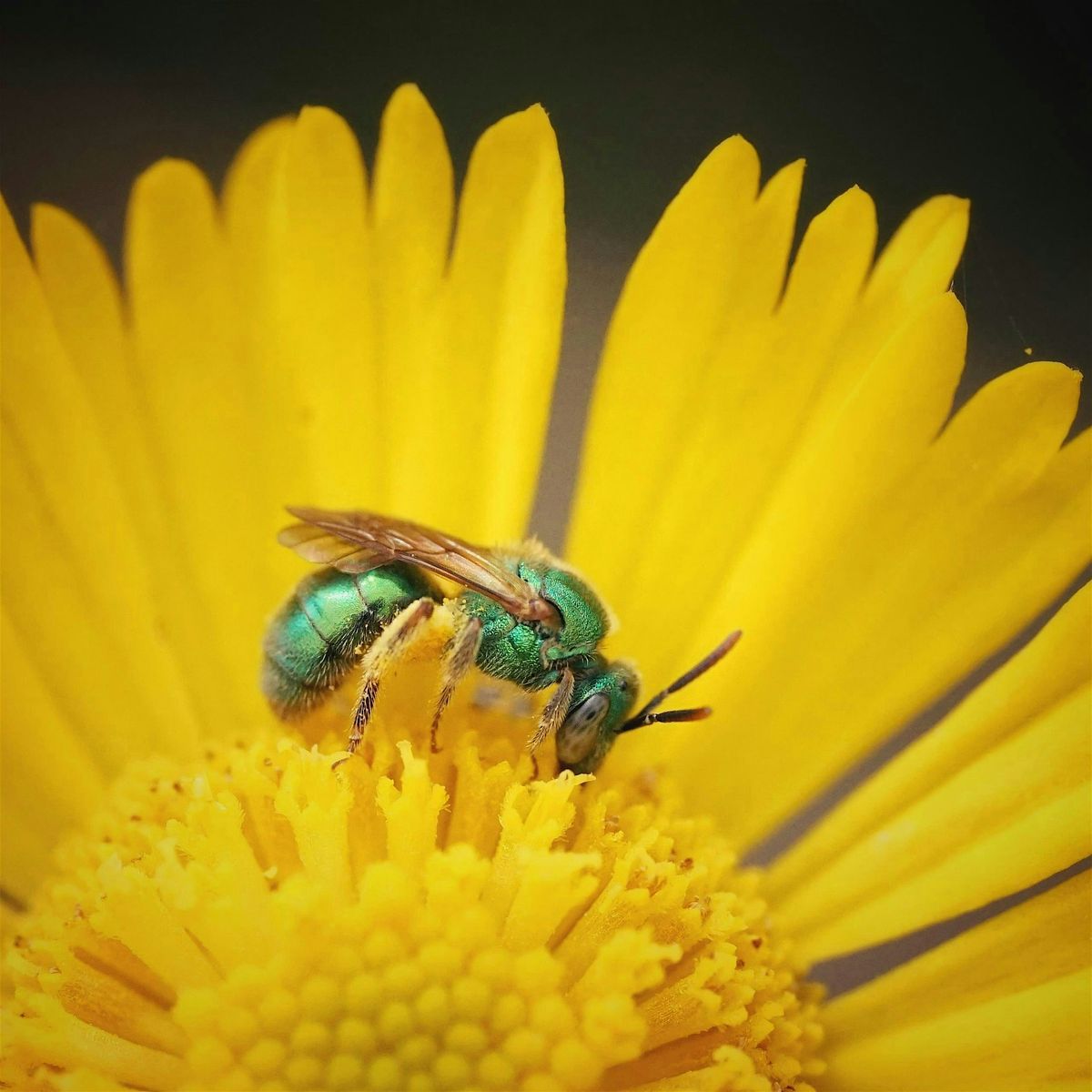 How to Start a Backyard Revolution, 7 January | Event in Captiva | AllEvents