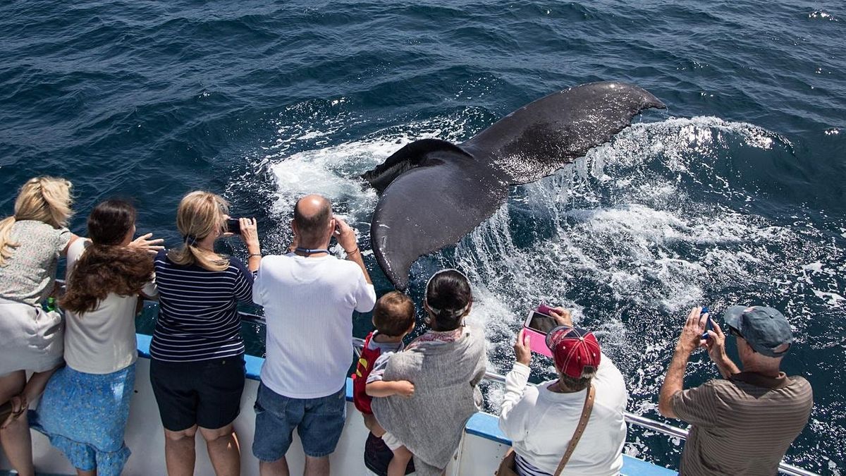 Summer Whale Watching & Dolphin Cruises22 Special, Newport Landing
