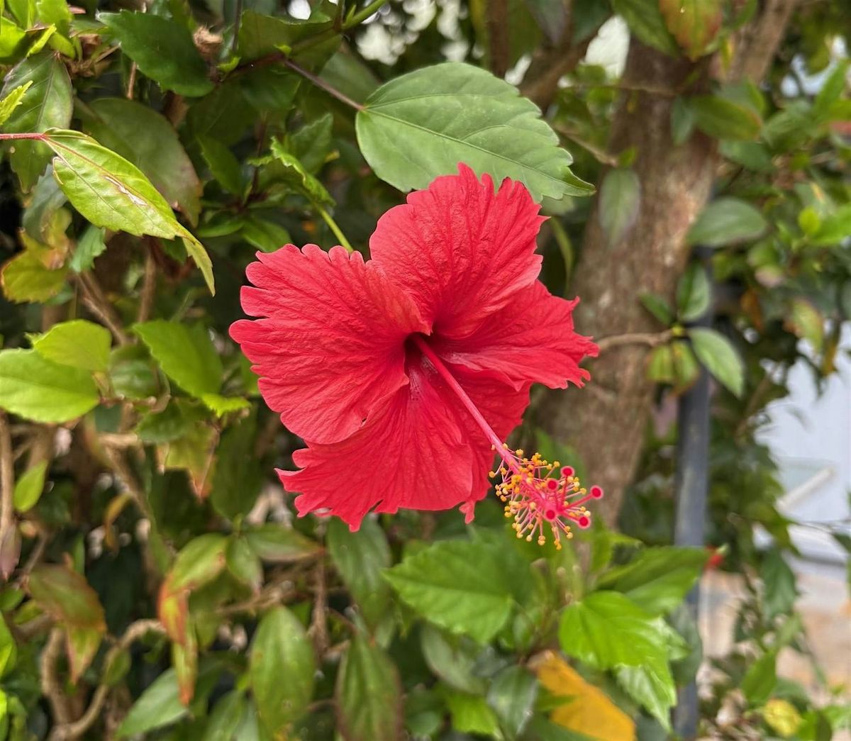 Beautiful Plants of French Polynesia, 20 December | Event in Saint Matthews | AllEvents