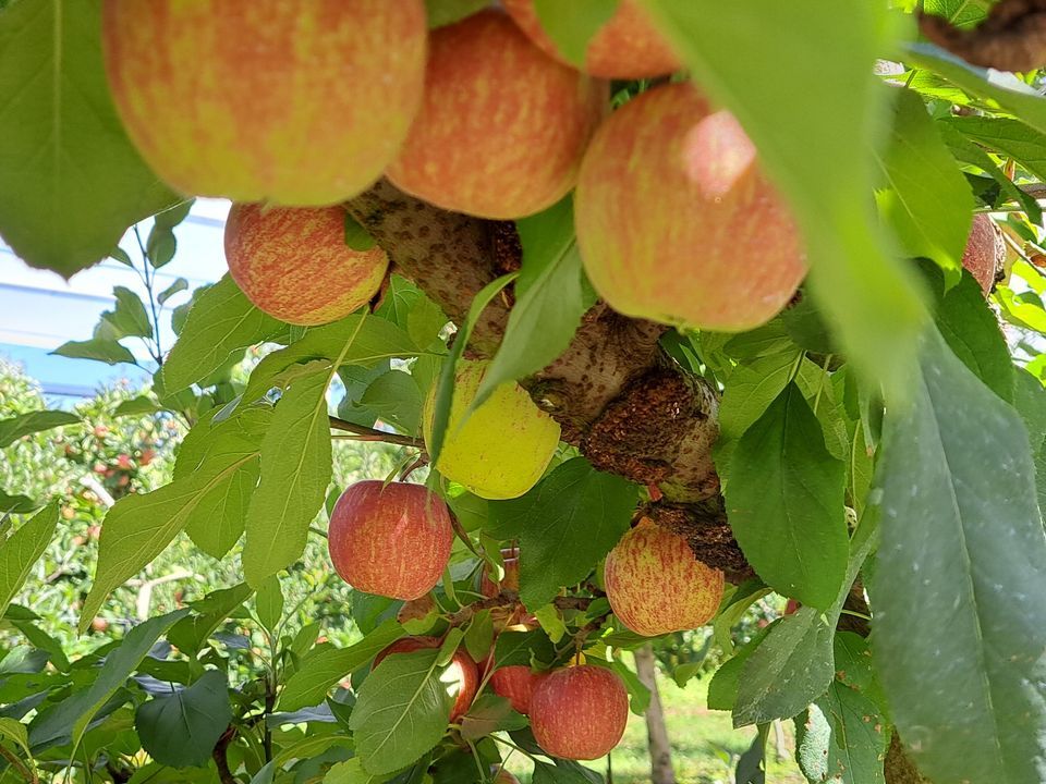 New Season Royal Gala Apple and Strawberry PYO, Eastern Colour