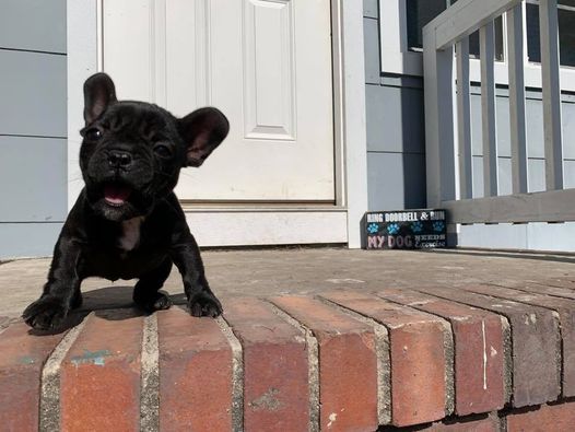 akc star puppy class