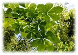 Forest Bathing in the Scrub, 13 December | Event in Deltona | AllEvents