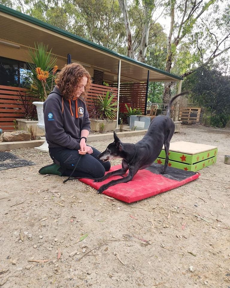 Basic Obedience & Care Course NORTH, Hedgegrove Pet Retreat, Adelaide