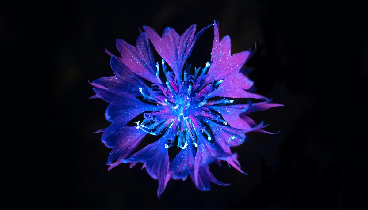 Biofluorescence Biofluorescence Night Walks at Crickley Hill, Crickley Hill Country ...