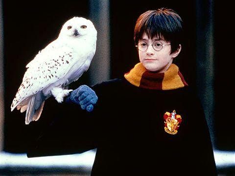 Harry Potter's Hedwig Plaster of Paris Sculpture (2day workshop ...