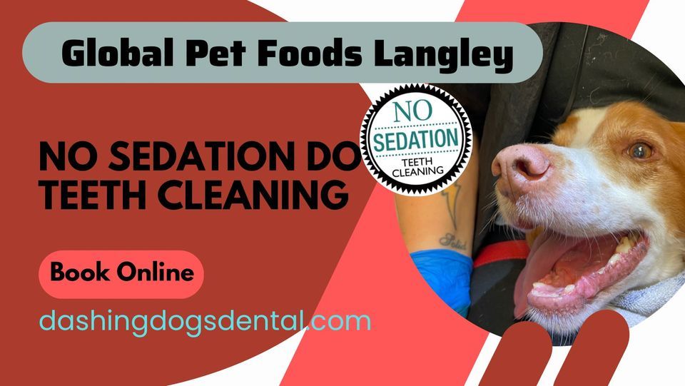 Do Dogs Have To Be Sedated For Teeth Cleaning