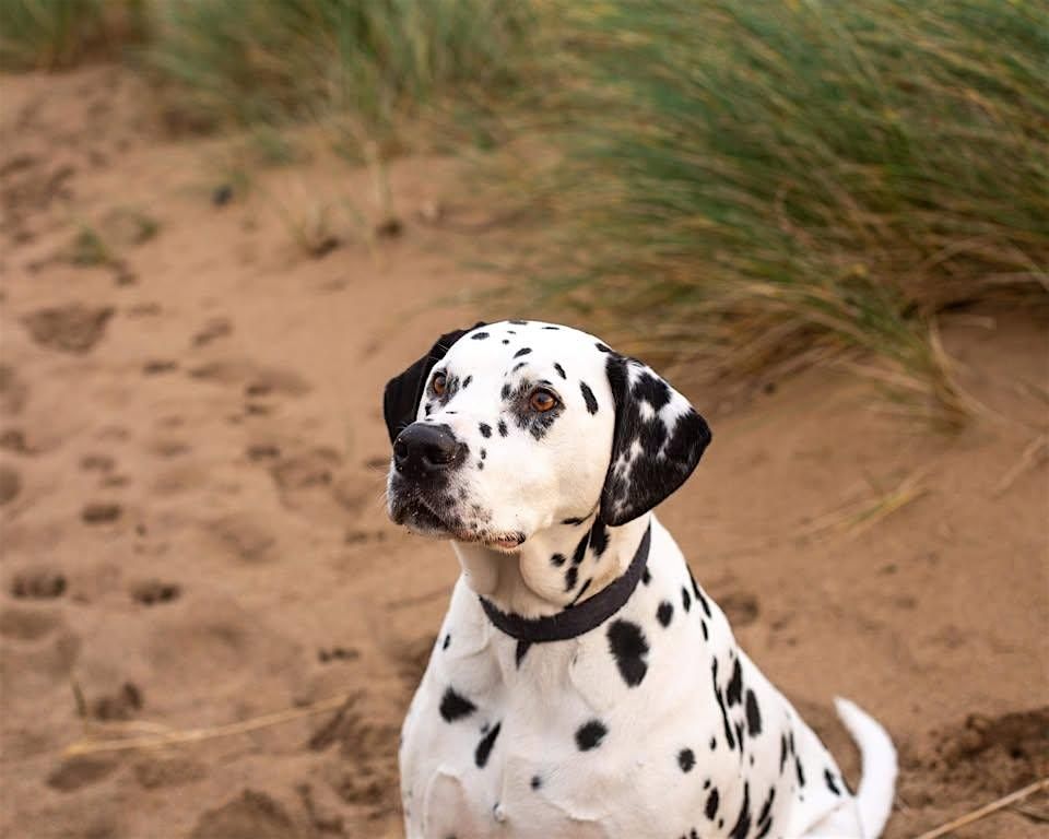 St Francis Dogs Home New Kennels Celebration Open Day & Charity Fundraiser, 17 January | Event in Newquay