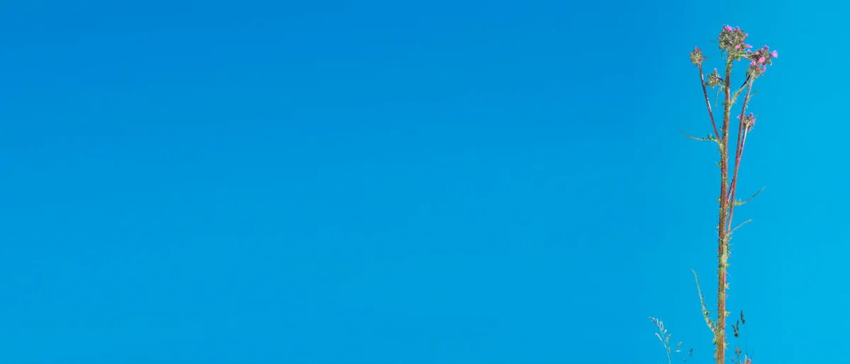 Luzern Live 2025 in Luzern, 17 July | Event in Lucerne | AllEvents