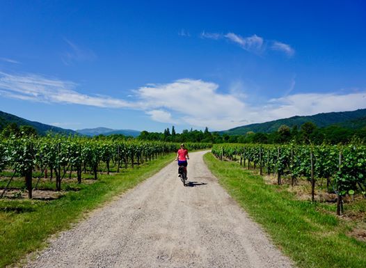 Merlot reiser 2020 Merlot reiser 2020