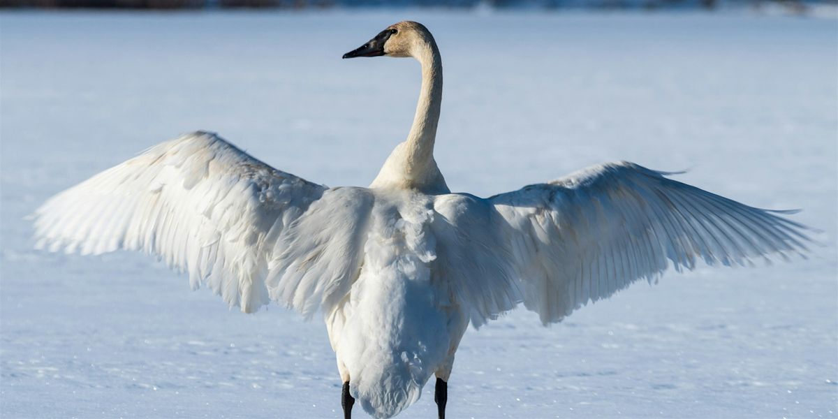 Where Winter Waterfowl Gather (Ages 8+ & Adults 18+), 6 February | Event in Youngstown | AllEvents