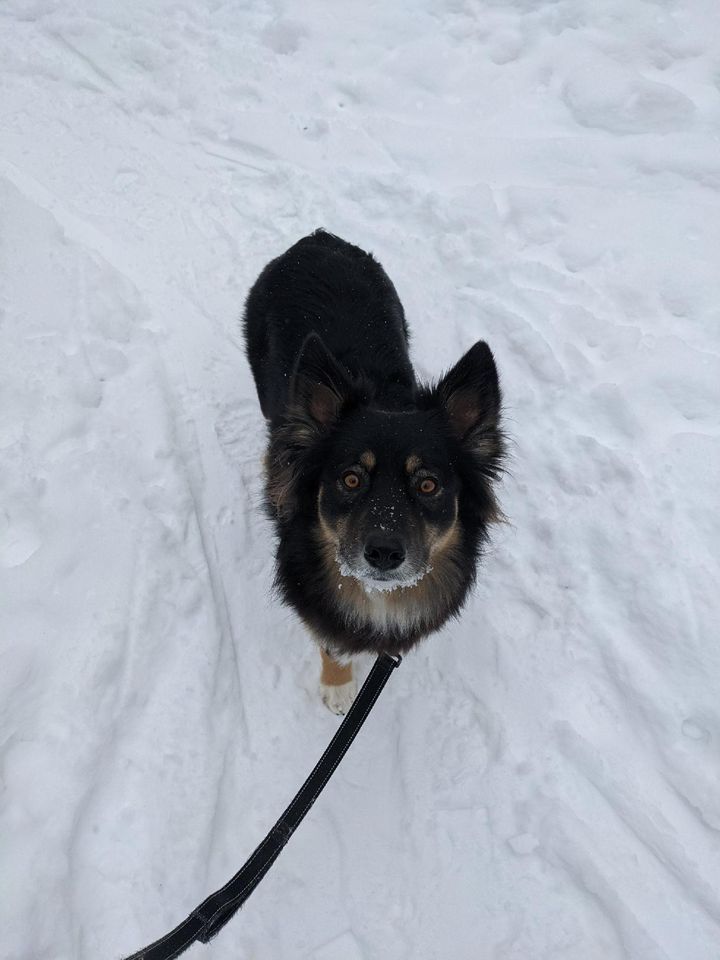 Dogs After Dark, 3998 Van Atta Rd Okemos, MI, United States, Michigan