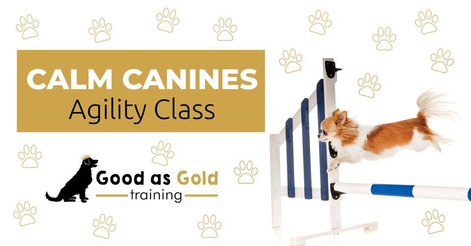 Calm Canines Agility, Wet Creek Stable & Canine Sports Centre, Calgary