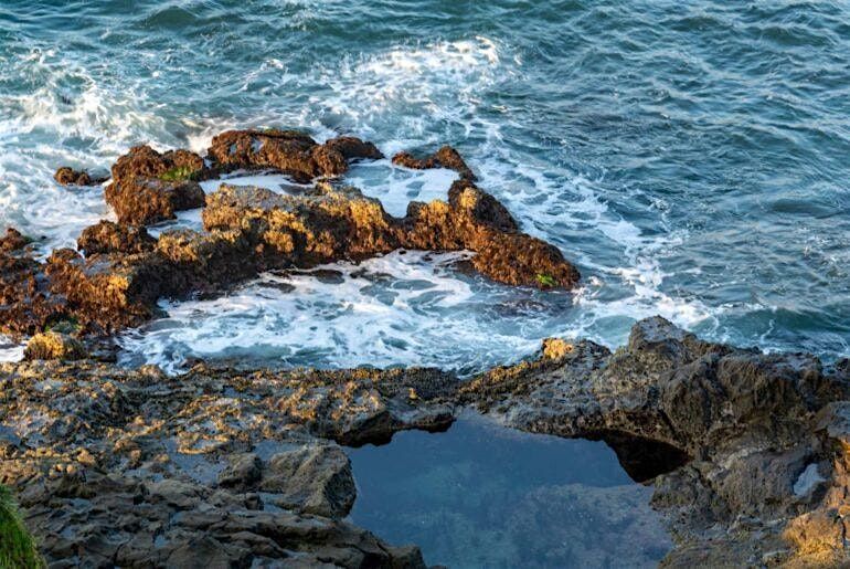 OC BRUINS: Tide Pool Exploration With A Marine Safety Officer, 13 December | Event in Laguna Beach | AllEvents
