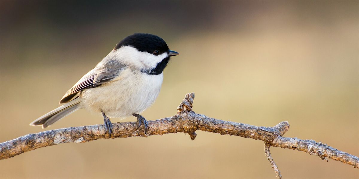 Nest Box Building Workshop, 12 December | Event in Tarpon Springs | AllEvents