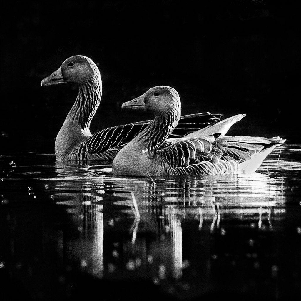 Monochrome Photography Exhibition