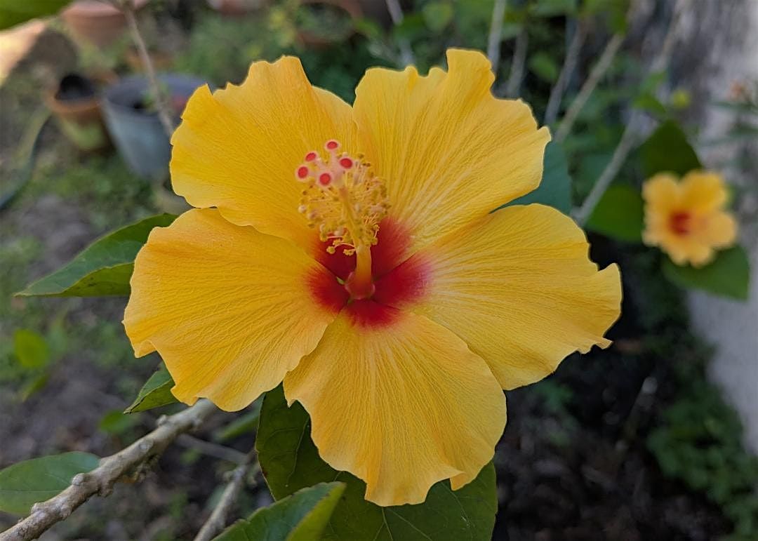 Beautiful Hibiscus!, 9 February | Event in Winter Haven | AllEvents