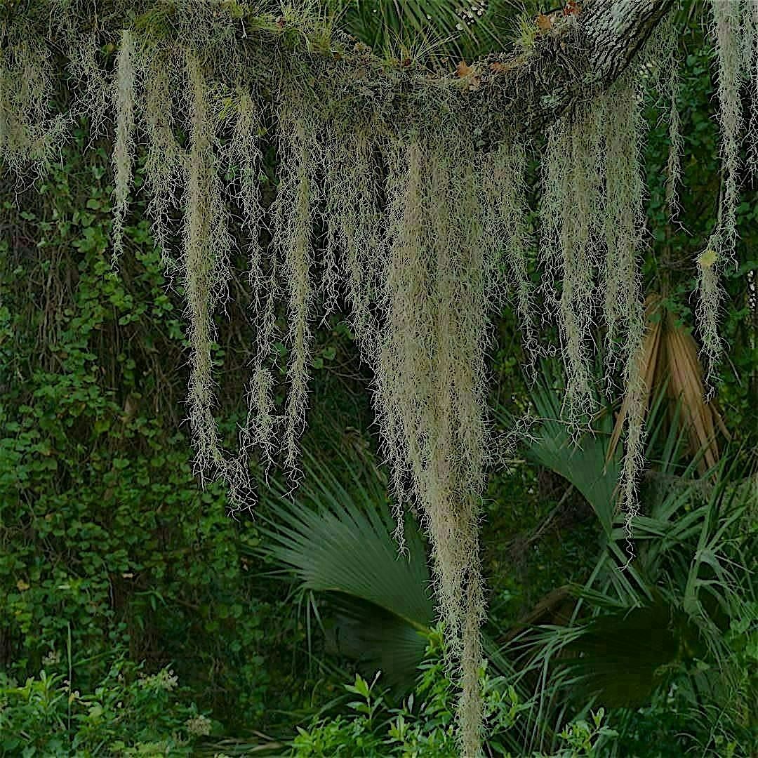 Tree Moss Hawaiʻi hosts: A Mixer for Theatre Artists, 16 December | Event in Honolulu | AllEvents