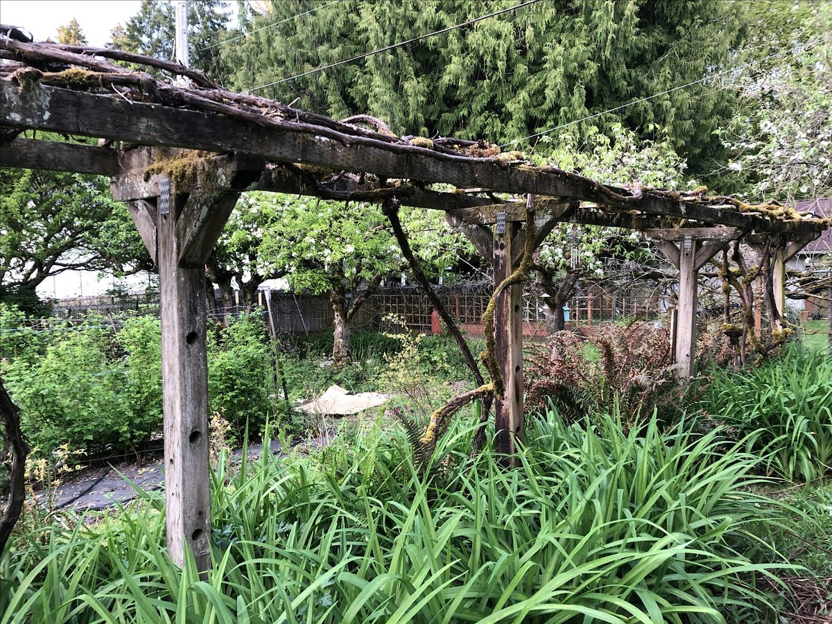 Pinch? Prune? Lop? Saw? Au natural? Pruning Basics, 10 January | Event in olympia | AllEvents