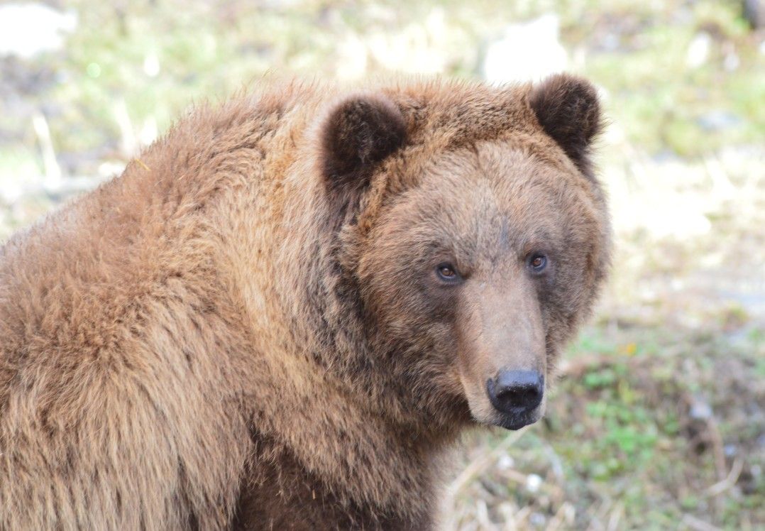 Fortress of the Bear at Substation Seattle, 25 July | Event in Seattle | AllEvents