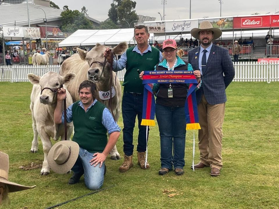 SA Beef Field Day 2025, Carrsview Murray Grey, Littlehampton, 4