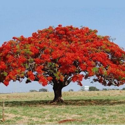 Royal Poinciana Fiesta