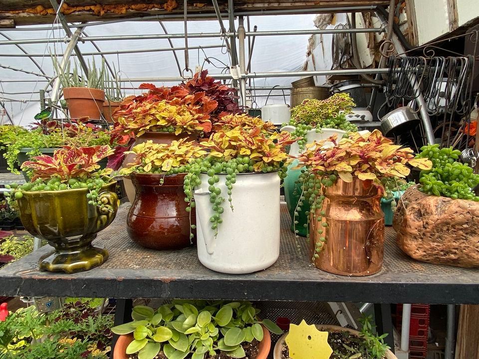 Fairy Garden Ladys Annual Plant Sale, Siren , Wisconsin, 6 May 2023