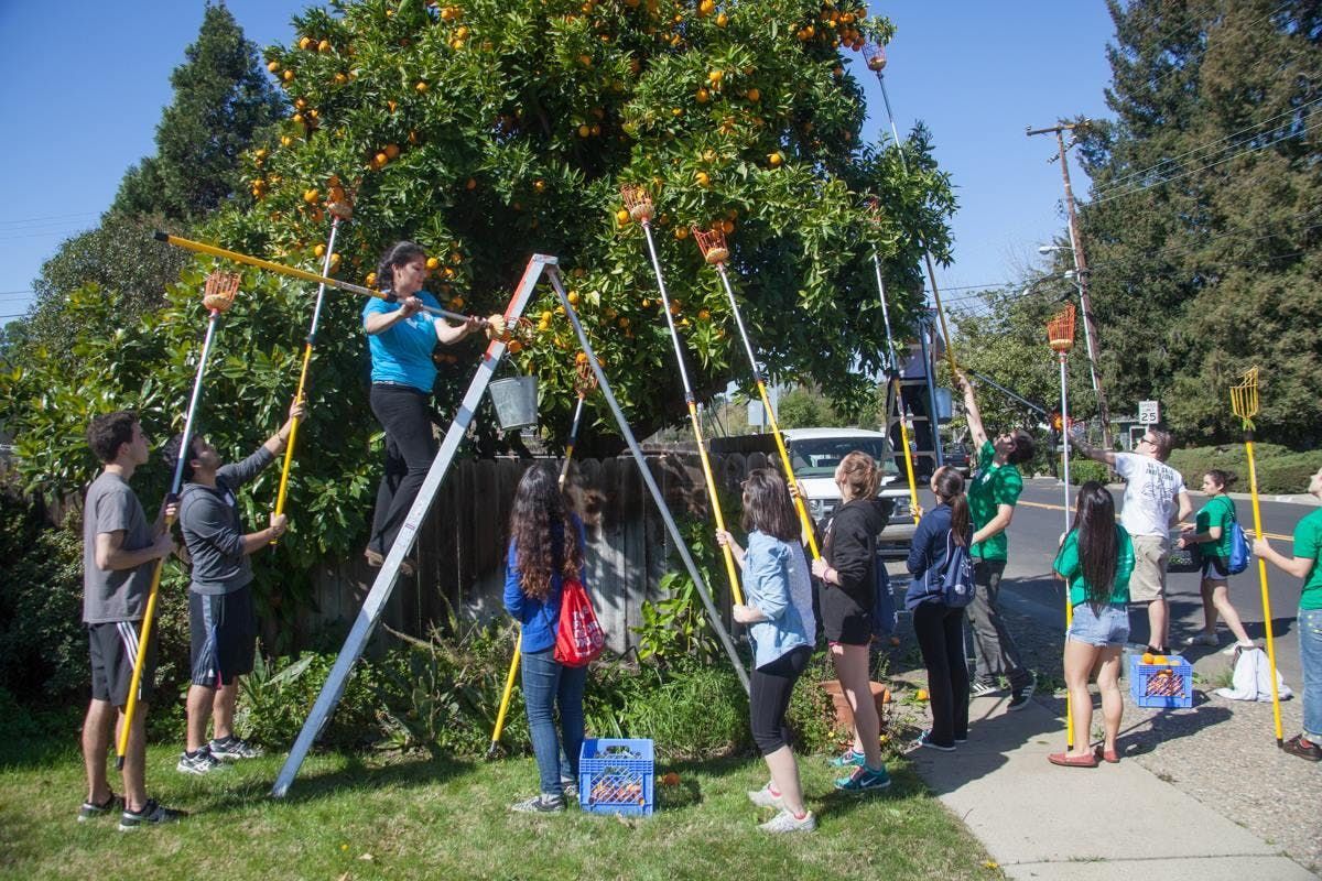 San Ramon Community Harvest At Crow Canyon Gardens San Ramon