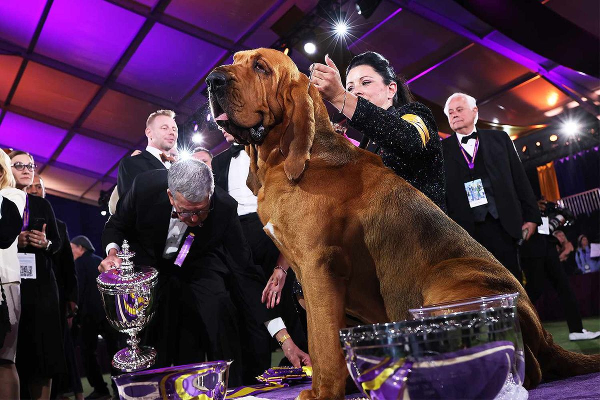 Westminster Kennel Club Dog Show at Madison Square Garden, 2 February | Event in New York | AllEvents