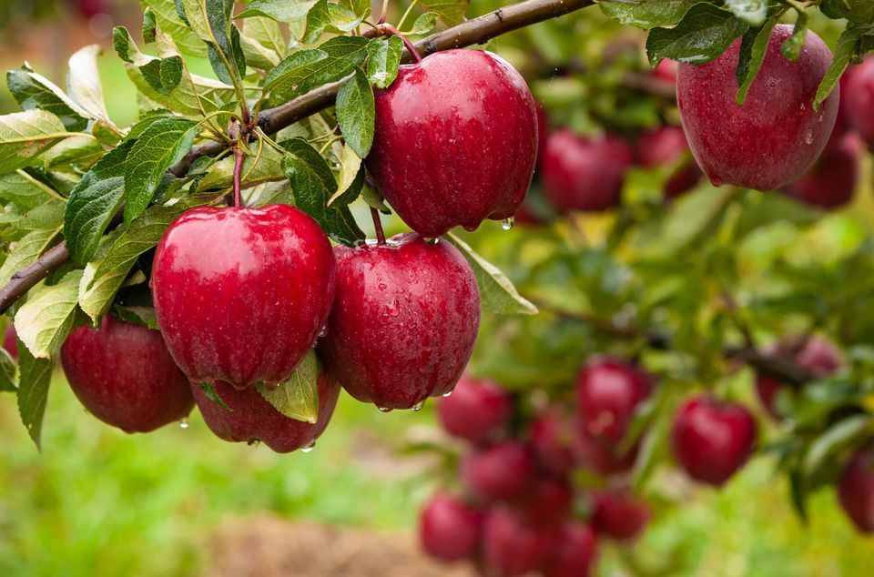 Apple Harvest Parade Fundraiser, Trinity United Methodist Church