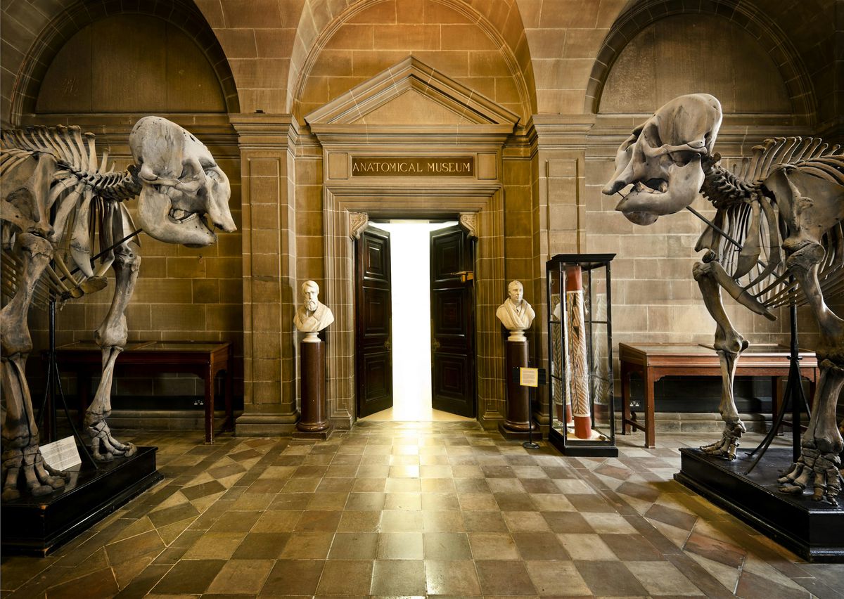 Anatomical Museum, Public Open Day